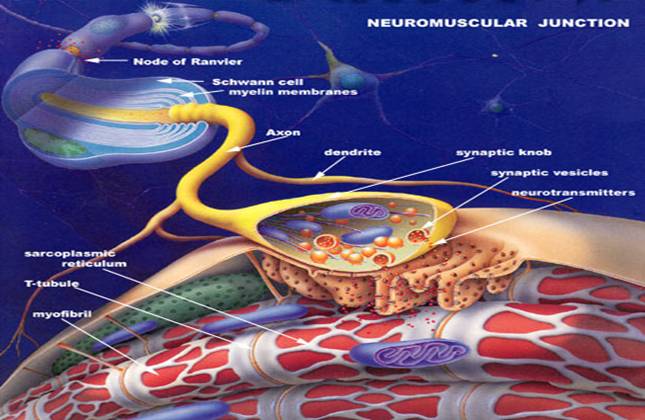 neuromuscular junction